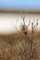 Slavik modracek tundrovy - Luscinia svecica - Bluethroat 4428a